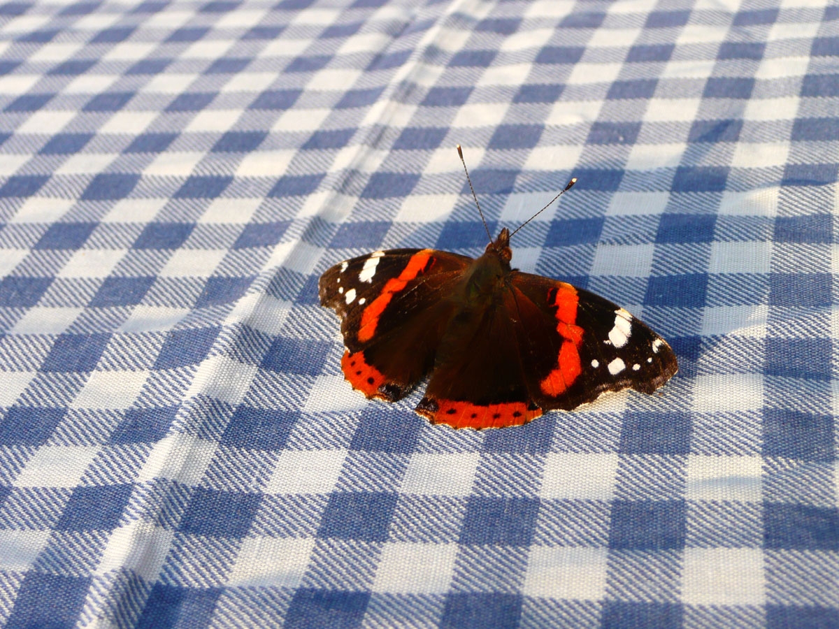 Schmetterling Flörsheimer Warte